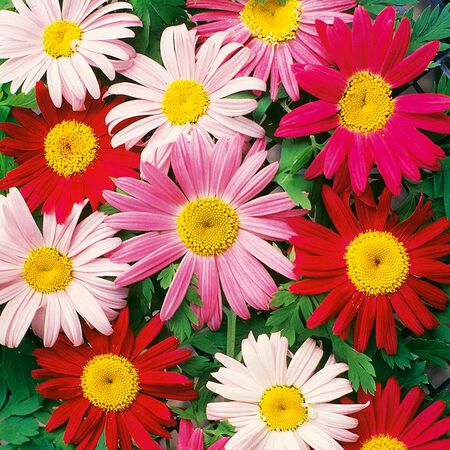 Painted, Daisy Seeds - Packet image number null